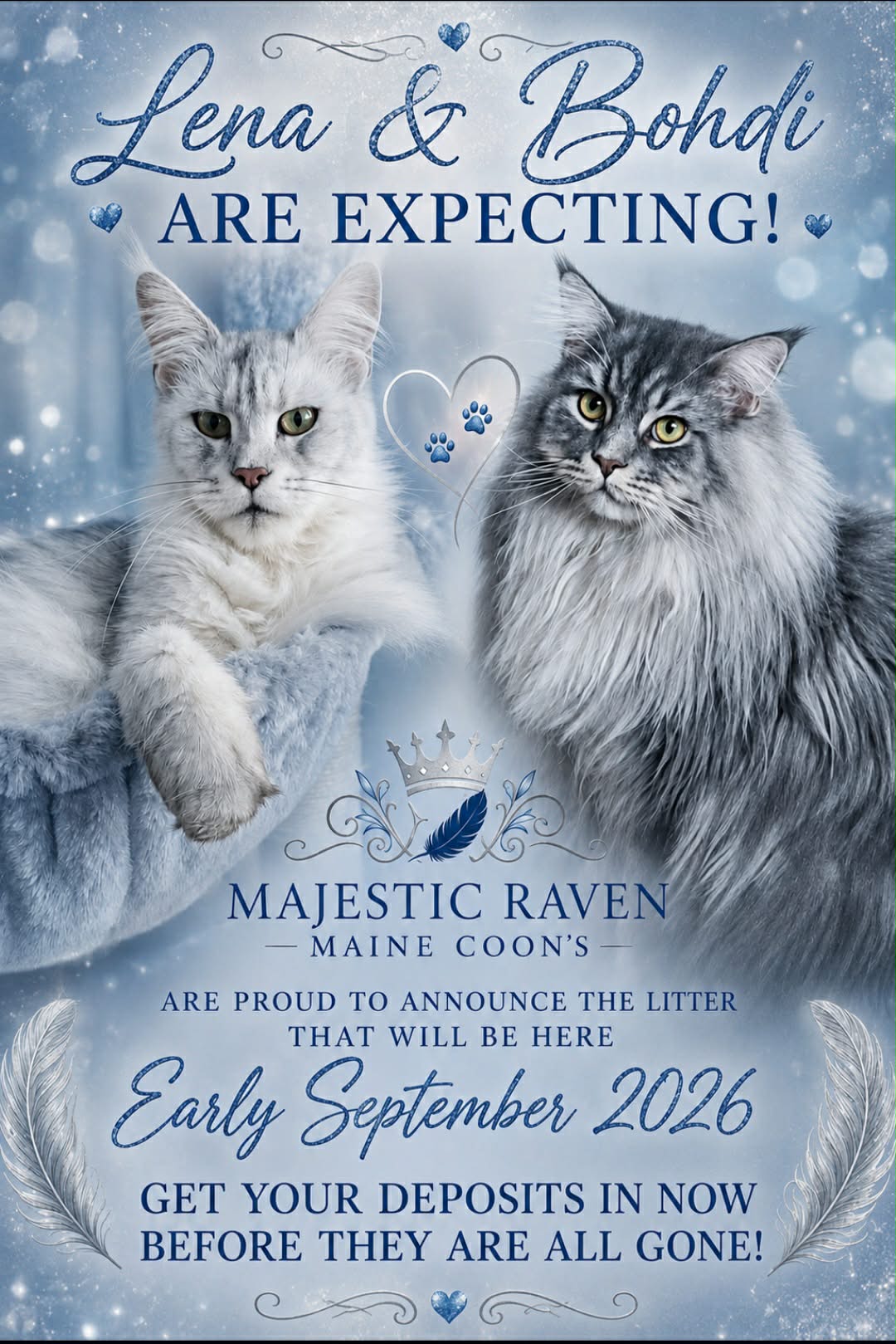 Lena and Bohdi are expecting a Maine Coon litter in early September 2026