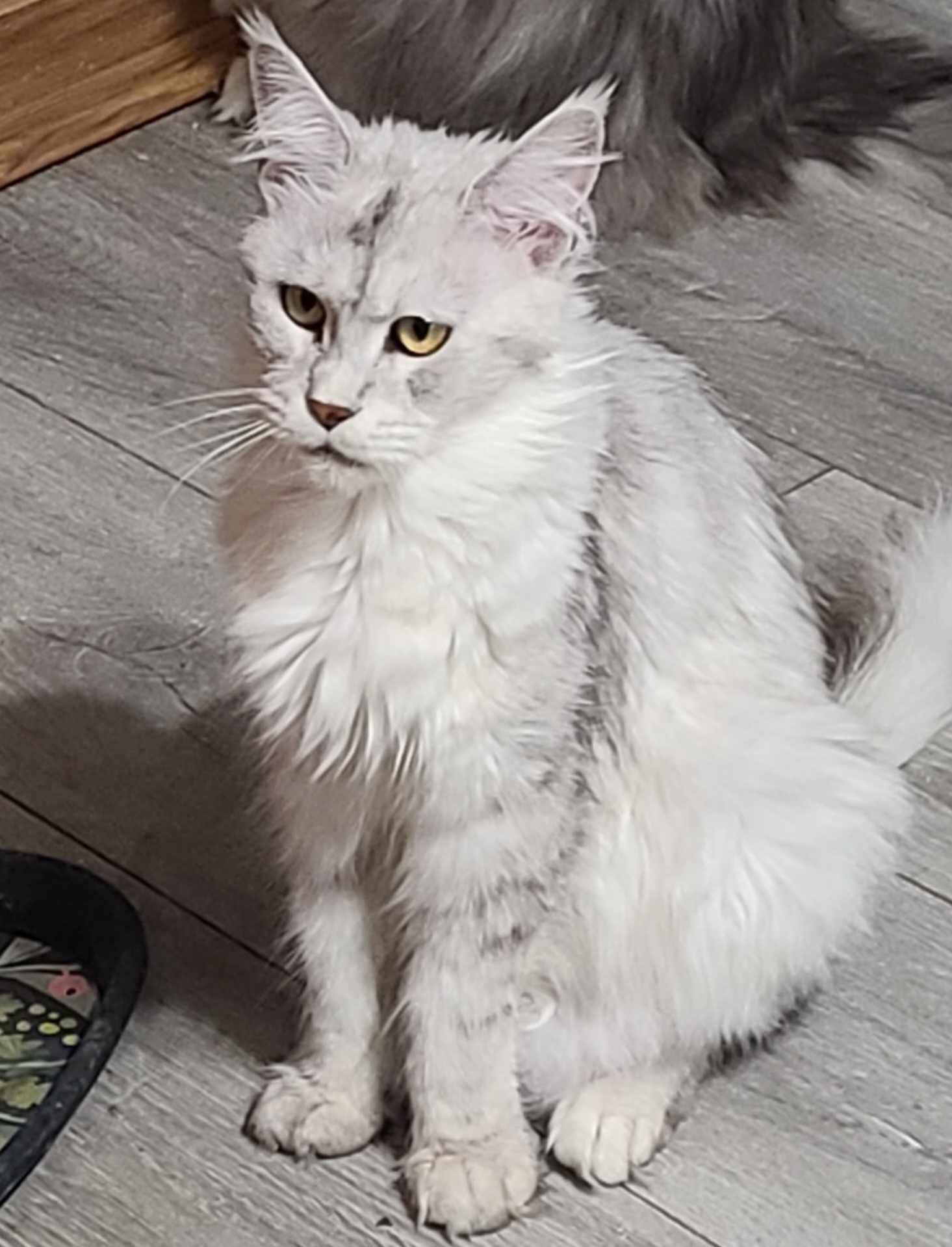 Lena Maine Coon