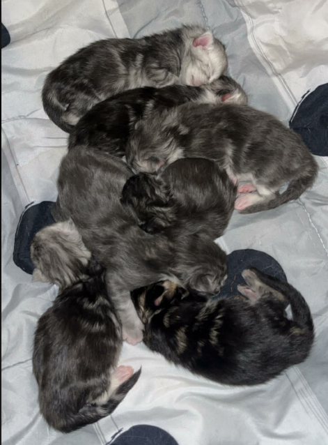 Bohdi & Lena September 2026 Litter photo 2